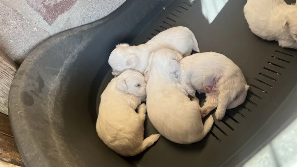 Cuccioli di Maltese 100 originali  Disponibili da subito  | Foto 1