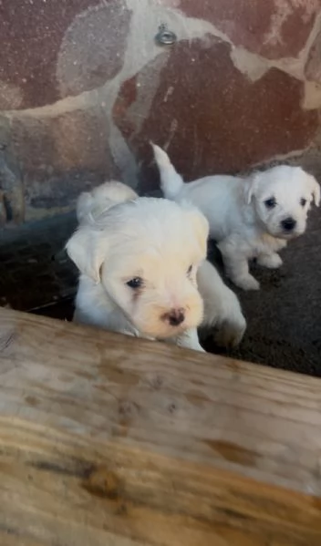 Cuccioli di Maltese 100 originali  Disponibili da subito  | Foto 0