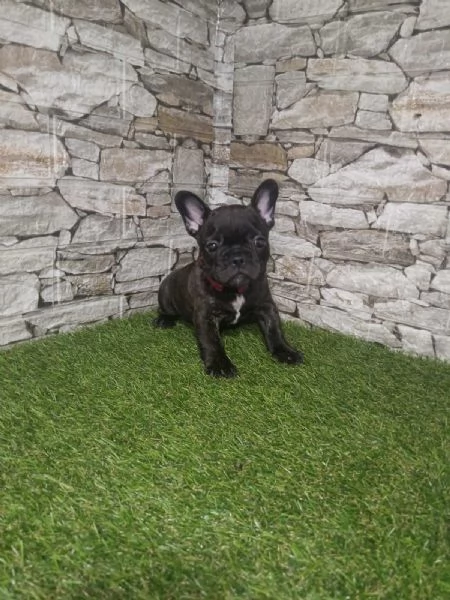 Bulldog Francese  Bellissimi Cuccioli | Foto 2