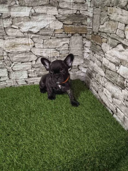 Bulldog Francese  Bellissimi Cuccioli | Foto 1