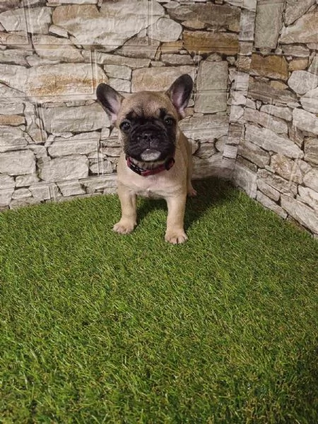 Bulldog Francese  Bellissimi Cuccioli | Foto 0