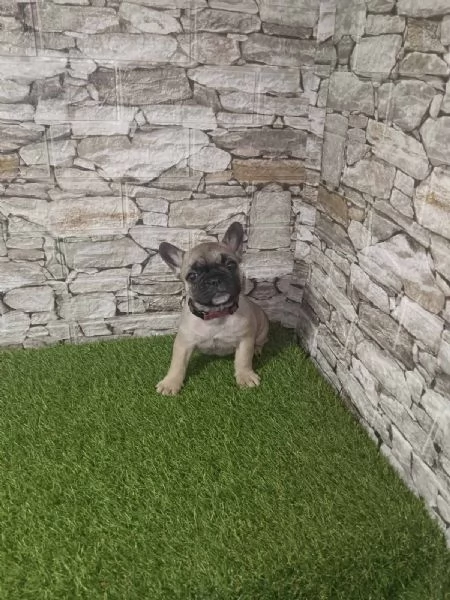 Bulldog Francese  Bellissimi Cuccioli