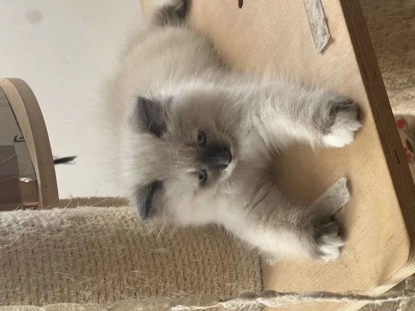 Cuccioli Siberiani Neva Masquerade  | Foto 6