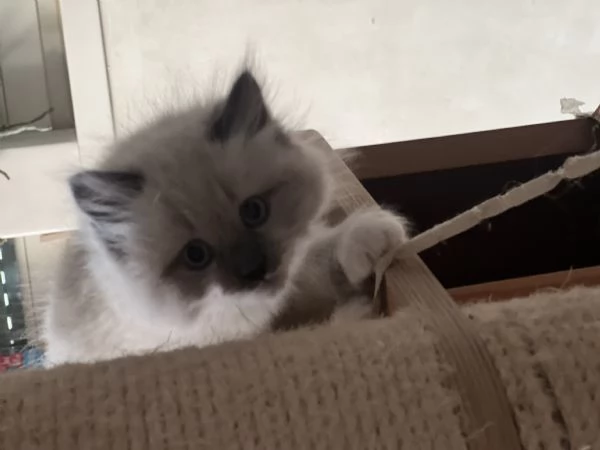 Cuccioli Siberiani Neva Masquerade  | Foto 5