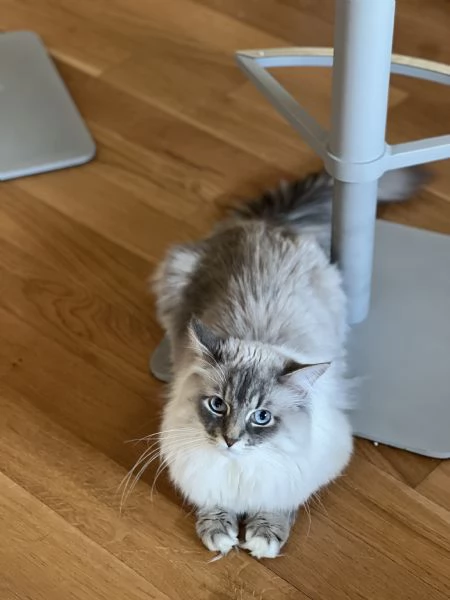 Cuccioli Siberiani Neva Masquerade  | Foto 4