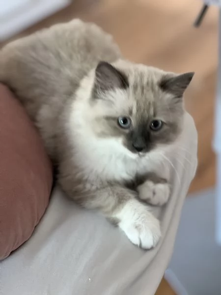 Cuccioli Siberiani Neva Masquerade  | Foto 3