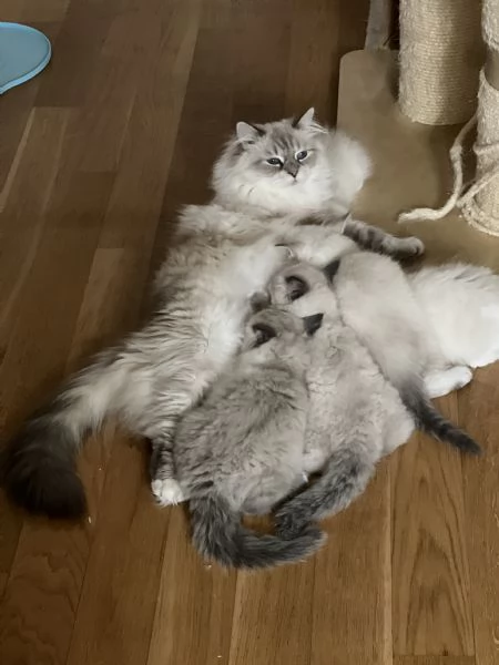 Cuccioli Siberiani Neva Masquerade  | Foto 1