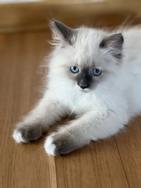Cuccioli Siberiani Neva Masquerade  | Foto 0