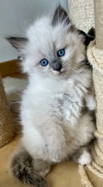Cuccioli Siberiani Neva Masquerade 