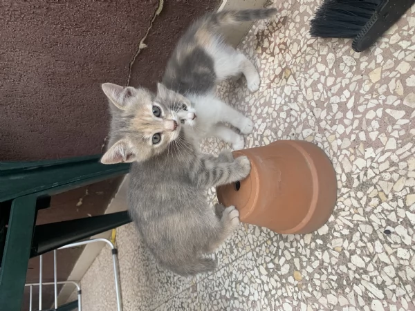 Gattina dolcissima regalo | Foto 2