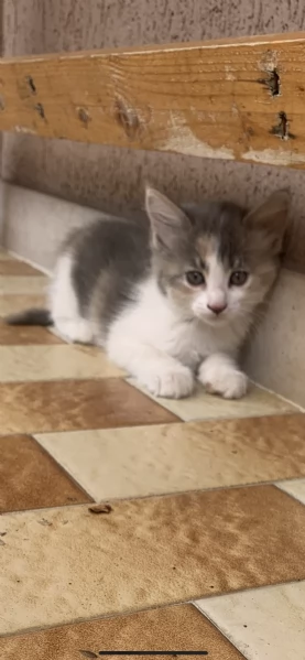 Gattina dolcissima regalo | Foto 1