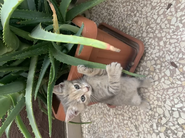 Gattina dolcissima regalo | Foto 0