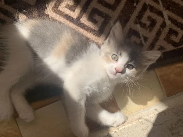 Gattina dolcissima regalo