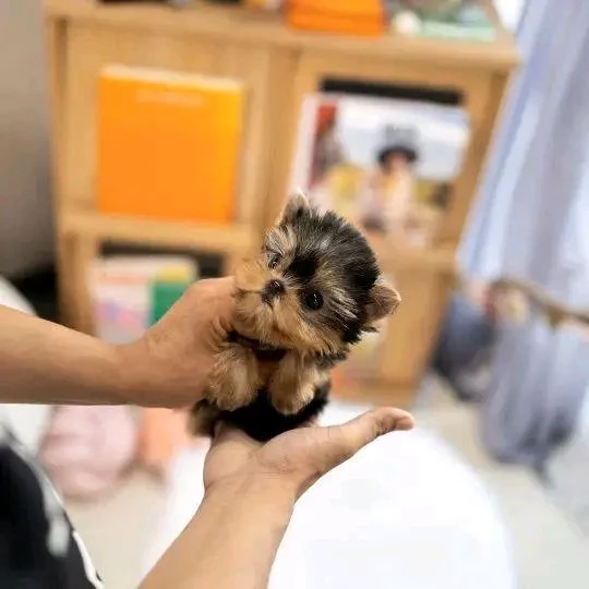 Cuccioli di Yorkshire Terrier molto felici e giocosi hanno un ottimo rapporto con i bambini e gli a | Foto 1