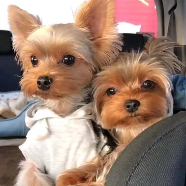 Yorkshire Terrier classico disponibile in vendita | Foto 2