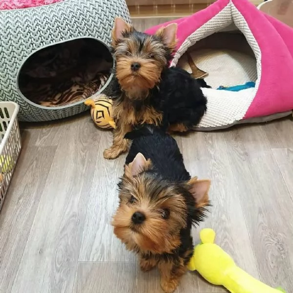 Yorkshire Terrier classico disponibile in vendita