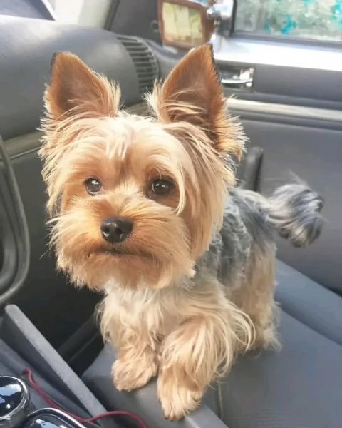 Yorkshire Terrier adorabile e tenero con documenti completi | Foto 0