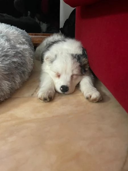 Vendita cucciolo pastore australiano