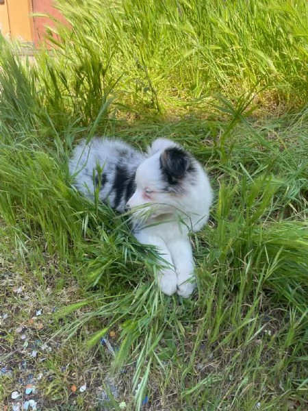 Vendita cucciolo pastore australiano | Foto 1