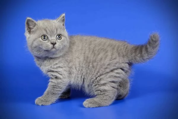 Cuccioli di British Shorthair disponibili per la consegna | Foto 2