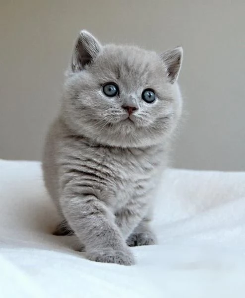 Cuccioli di British Shorthair disponibili per la consegna | Foto 1