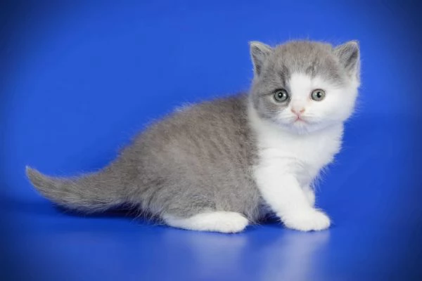 Cuccioli di British Shorthair disponibili per la consegna | Foto 0