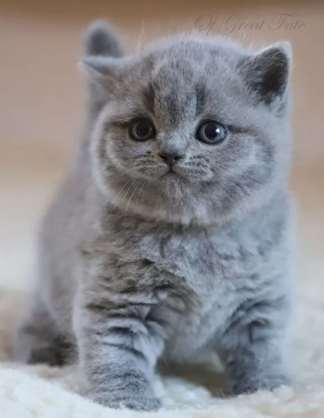 Cuccioli di British Shorthair disponibili per la consegna