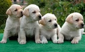 Labrador Retriever in adozione