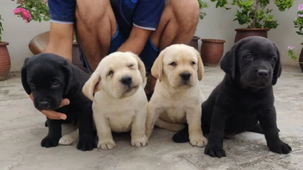 Labrador Retriever in adozione | Foto 0