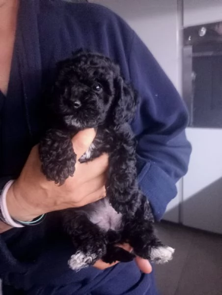 Meravigliosa cucciola minitoy 