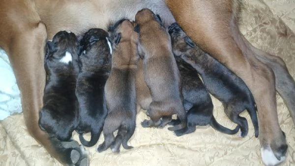 Bellissimi cuccioli di boxer  | Foto 0