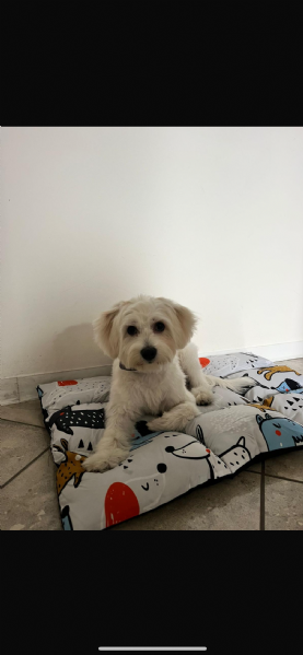 cucciolo maschio bolognese | Foto 4