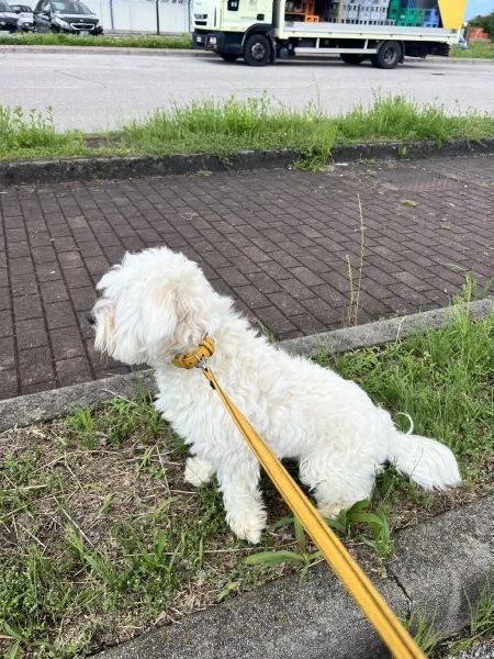 Cucciolo maschio maltese | Foto 1