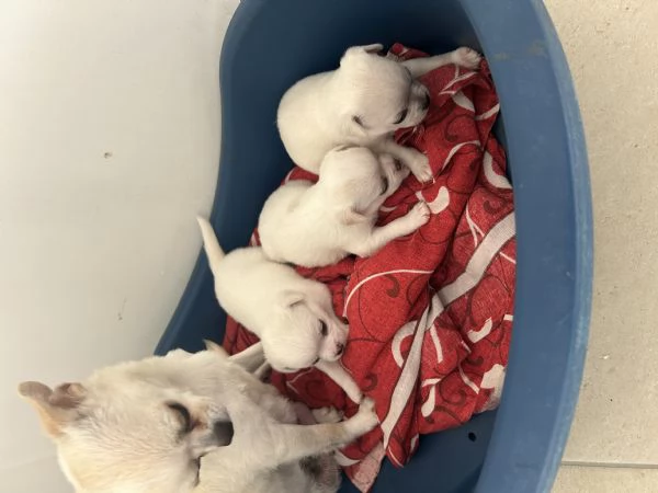 Cuccioli chihuahua