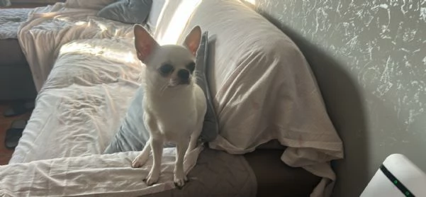 Cuccioli chihuahua | Foto 1