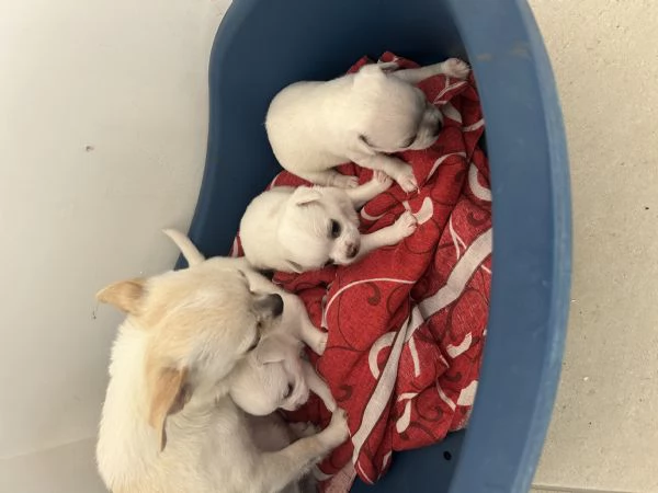 Cuccioli chihuahua | Foto 0