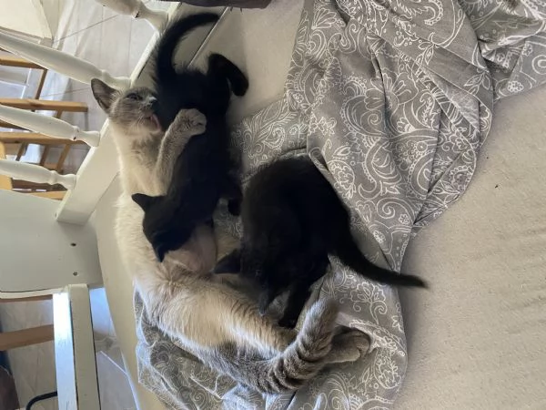 Gattini figli di siamese 
