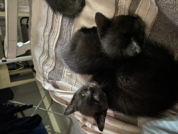 Gattini figli di siamese  | Foto 0