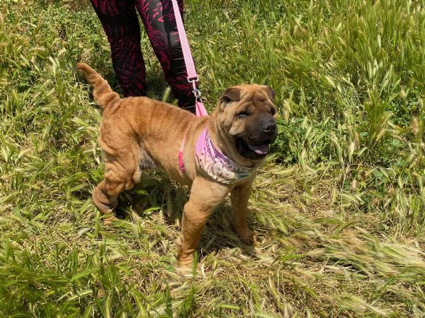 Anita simil Sharpei da adottare 
