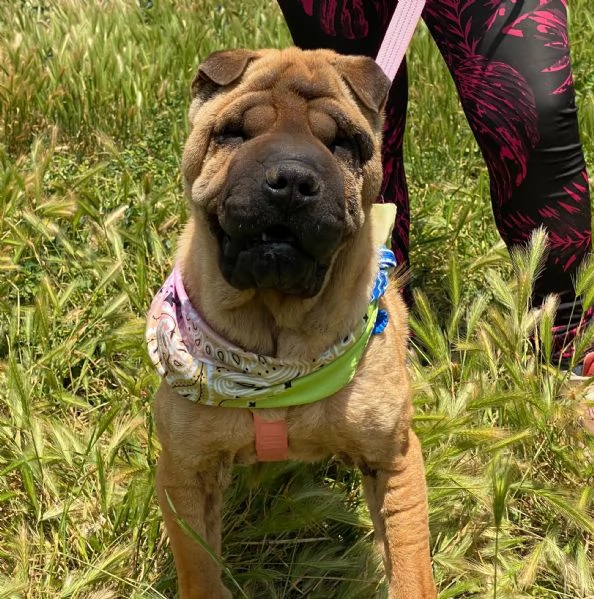 Anita simil Sharpei da adottare  | Foto 6