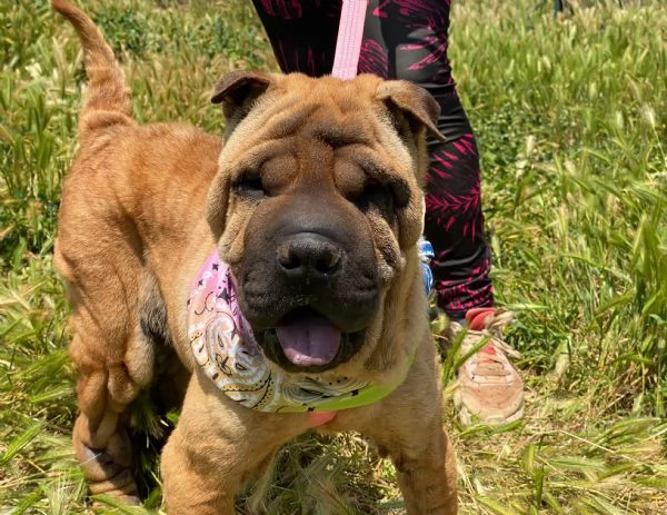 Anita simil Sharpei da adottare  | Foto 5