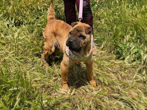 Anita simil Sharpei da adottare  | Foto 4