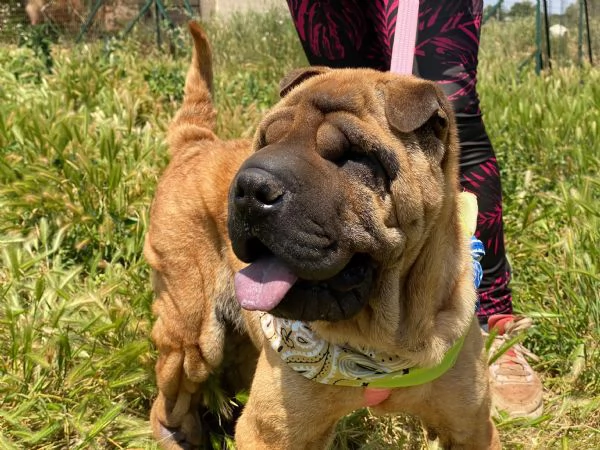 Anita simil Sharpei da adottare  | Foto 3