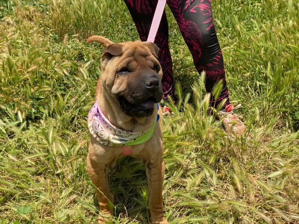 Anita simil Sharpei da adottare  | Foto 2