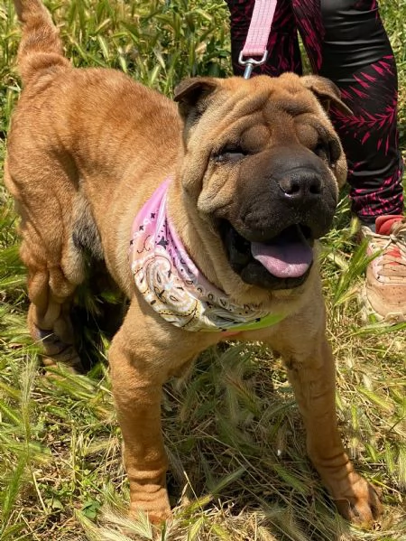 Anita simil Sharpei da adottare  | Foto 1