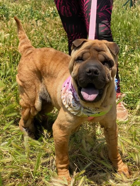 Anita simil Sharpei da adottare  | Foto 0