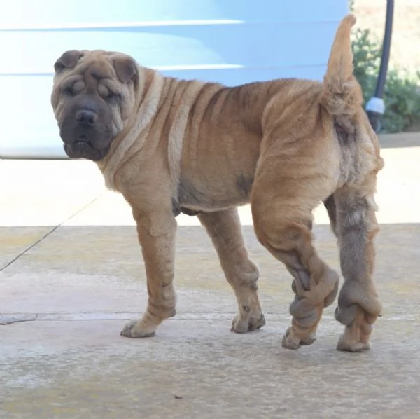 Anita cucciola da adottare  simil Sharpei 