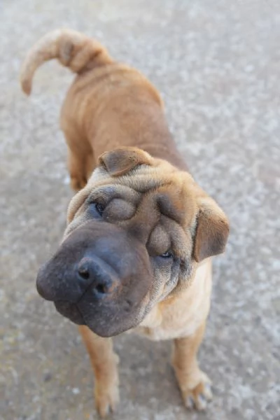 Anita cucciola da adottare  simil Sharpei  | Foto 2