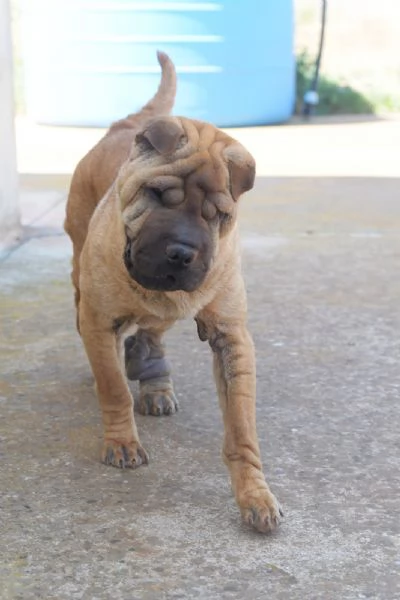 Anita cucciola da adottare  simil Sharpei  | Foto 1