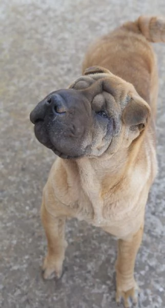 Anita cucciola da adottare  simil Sharpei  | Foto 0